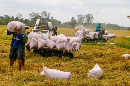 Giá lúa gạo hôm nay 23/6: Duy trì ổn định