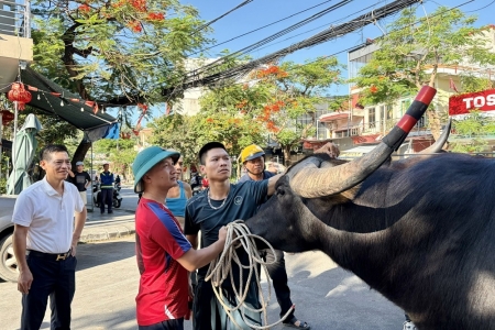 Đồ Sơn sẵn sàng cho vòng đấu loại Lễ hội chọi trâu truyền thống 2026