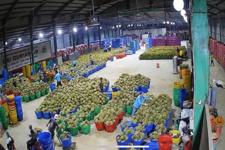 Lâm Đồng siết kiểm soát dư lượng thuốc bảo vệ thực vật, nâng chất lượng nông sản xuất khẩu