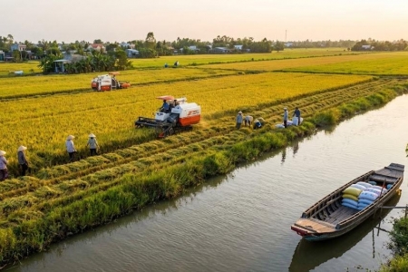 Giá lúa gạo hôm nay 30/7: Gạo nguyên liệu bật tăng