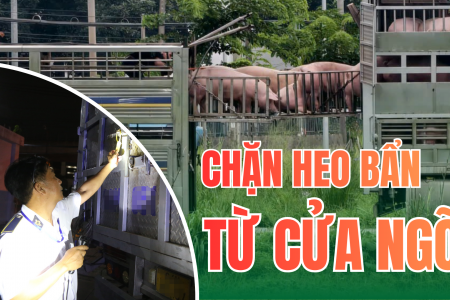 Những người giữ an toàn cho bữa ăn của 14 triệu dân TP.HCM - Kỳ 1: Cuộc mật phục trong đêm, chặn 35 tấn heo chứa chất cấm