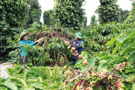 Giá cà phê hôm nay 2/8: Arabica bật tăng mạnh, trong nước giữ mốc 96.800 đồng/kg