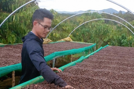 Giá cà phê hôm nay 3/8: Tăng gần 1.000 đồng/kg