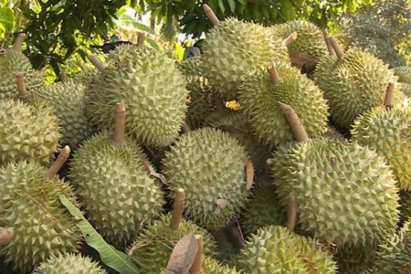 Giá sầu riêng hôm nay 5/8: Sầu Thái loại đẹp giữ mốc 85.000 đồng/kg