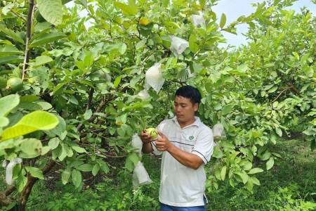 Số hóa cấp mã số vùng trồng: Thủ tục rút ngắn, mở thêm dư địa cho nông sản xuất khẩu