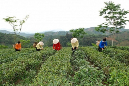 Lào Cai xây dựng vùng chè an toàn, chất lượng cao hướng tới thị trường EU