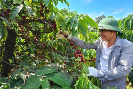 Giá cà phê hôm nay 9/8: Trong nước tiếp tục giảm