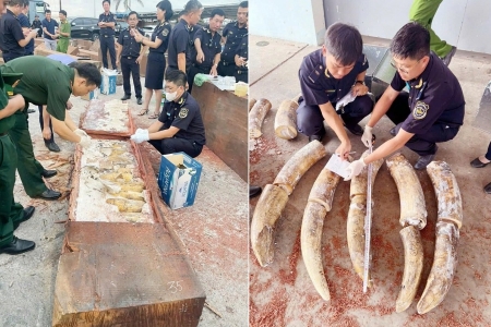Hơn 1,2 tấn ngà voi, xương động vật hoang dã cất giấu tinh vi tại cảng Quy Nhơn