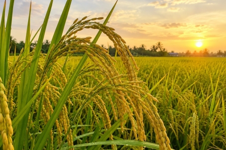 Giá lúa gạo hôm nay 15/8: CL 555 tiến sát 10.000 đồng/kg
