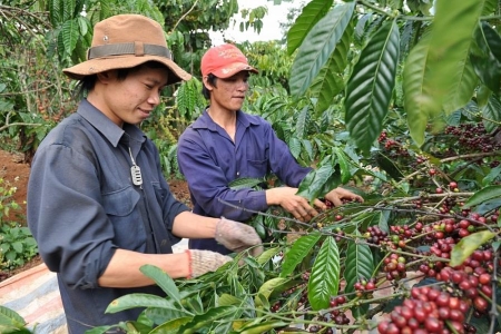 Giá cà phê hôm nay 17/8: Rơi xuống đáy 3 tuần