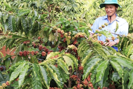 Giá cà phê hôm nay 14/9: Tăng 500 đồng/kg trong tuần