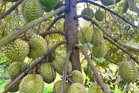 Giá sầu riêng hôm nay 19/8: Thị trường phân hoá
