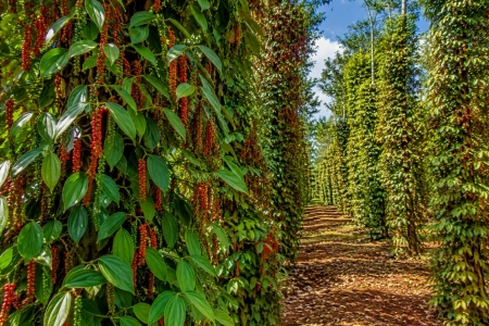 Giá tiêu hôm nay 20/8: Ổn định