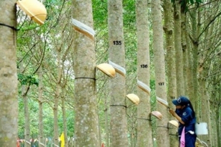 Giá cao su hôm nay 21/8: Sắc xanh bao phủ sàn giao dịch châu Á