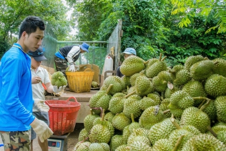 Bộ Công Thương: Có 14 doanh nghiệp Đài Loan nhập khẩu sầu riêng Việt Nam