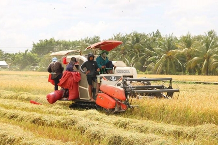 Giá lúa gạo hôm nay 26/9: Lúa tươi tăng giảm đan xen