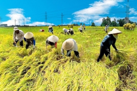 Giá lúa gạo hôm nay 29/8: IR 504, CL 555 giảm về 9.000 đồng/kg
