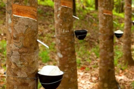 Giá cao su hôm nay 2/9: Sắc đỏ bao trùm thị trường châu Á