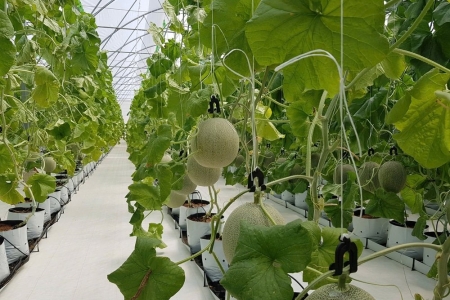 Hà Nội chuyển quản lý an toàn thực phẩm sang cảnh báo sớm