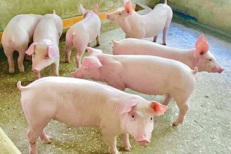 Giá heo hơi hôm nay 2/9: Cao nhất 59.000 đồng/kg