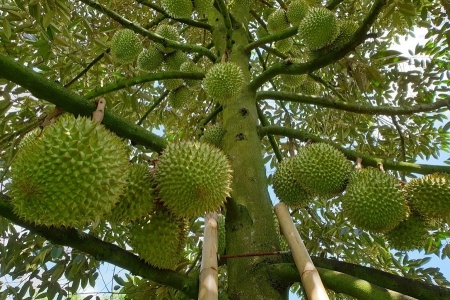 Giá sầu riêng hôm nay 5/9: Thị trường ổn định