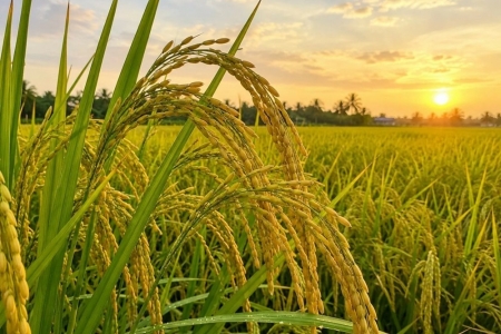 Thị trường nông sản tháng 8: Cung – cầu kéo giá phân hóa