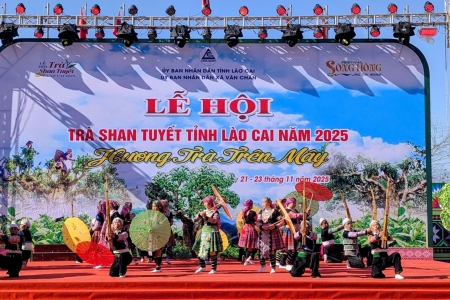 Lào Cai tổ chức Festival Trà Shan tuyết 2026 tại Văn Chấn