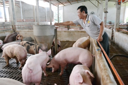 Giá heo hơi hôm nay 12/9: Mất mốc 60.000 đồng/kg