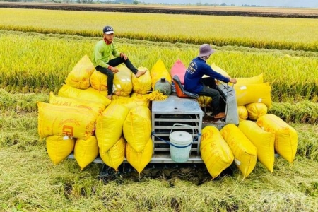 Giá lúa gạo hôm nay 13/9: Gạo nguyên liệu xuất khẩu tăng nhẹ