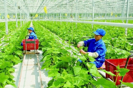 Thị trường xanh mở lối nâng giá trị nông sản, cải thiện sinh kế nông dân