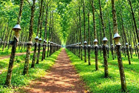 Giá cao su hôm nay 23/9: Tiếp tục tăng trên sàn SHFE, SGX