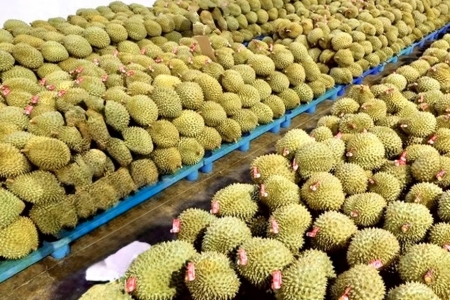 Giá sầu riêng hôm nay 25/9: Tăng ở Đồng bằng sông Cửu Long