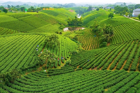 La Bằng chuẩn bị các điều kiện cho Festival Trà Quốc tế - Thái Nguyên 2026