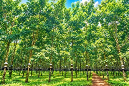 Giá cao su hôm nay 28/9: Đà tăng chiếm ưu thế