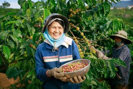 Giá cà phê hôm nay 18/10: Robusta, arabica đồng loạt tăng