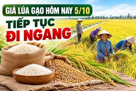 Giá lúa gạo hôm nay 5/10: Tiếp tục đi ngang