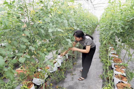 Thành phố Bắc Ninh đẩy mạnh tuyên truyền nâng cao nhận thức về kinh tế tập thể, hợp tác xã