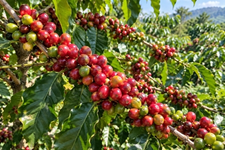 Giá cà phê hôm nay 13/10: Đi ngang, cao nhất 93.000 đồng/kg