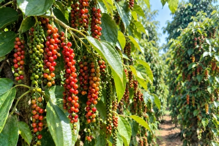 Giá tiêu hôm nay 13/10: Ổn định