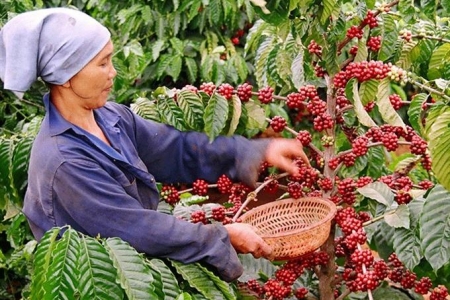 Giá cà phê hôm nay 17/10: Tây Nguyên giảm 1.500 đồng/kg