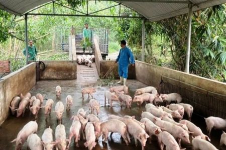 Nghệ An tăng cường kiểm soát nhằm ngăn dịch tả lợn châu Phi