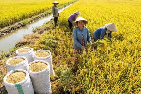 Giá lúa gạo hôm nay 18/10: Lúa OM 18 tăng 200 đồng/kg
