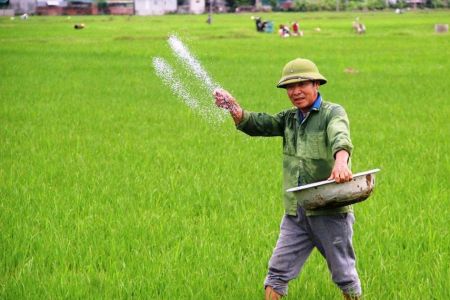 Phân bón giả: Khi hàng thật bị đánh tráo, nông dân gánh thiệt hại