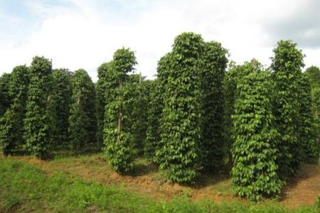 Giá tiêu hôm nay 21/10: Duy trì ổn định