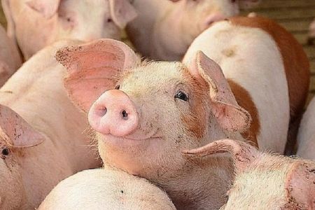 Giá heo hơi hôm nay 22/10: Nhiều địa phương xuống 47.000 đồng/kg