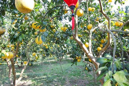 Bắc Ninh: Đẩy mạnh kết nối tiêu thụ trái cây chủ lực và phát triển du lịch vườn cây ăn quả