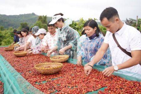 Giá cà phê hôm nay 26/10: Tây Nguyên dưới 90.000 đồng/kg