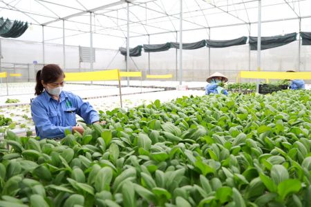 Hà Nội: Nông nghiệp tăng trưởng, quản lý đất đai và môi trường chuyển mạnh sang số hóa
