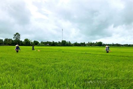 Hợp tác xã Khiết Tâm: Liên kết sản xuất, nâng tầm giá trị hạt gạo Việt