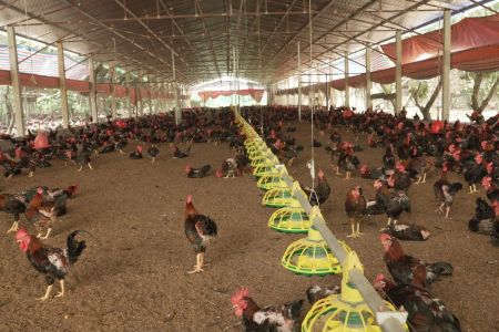 Hà Nội thúc đẩy chăn nuôi an toàn sinh học, nâng cao giá trị nông sản